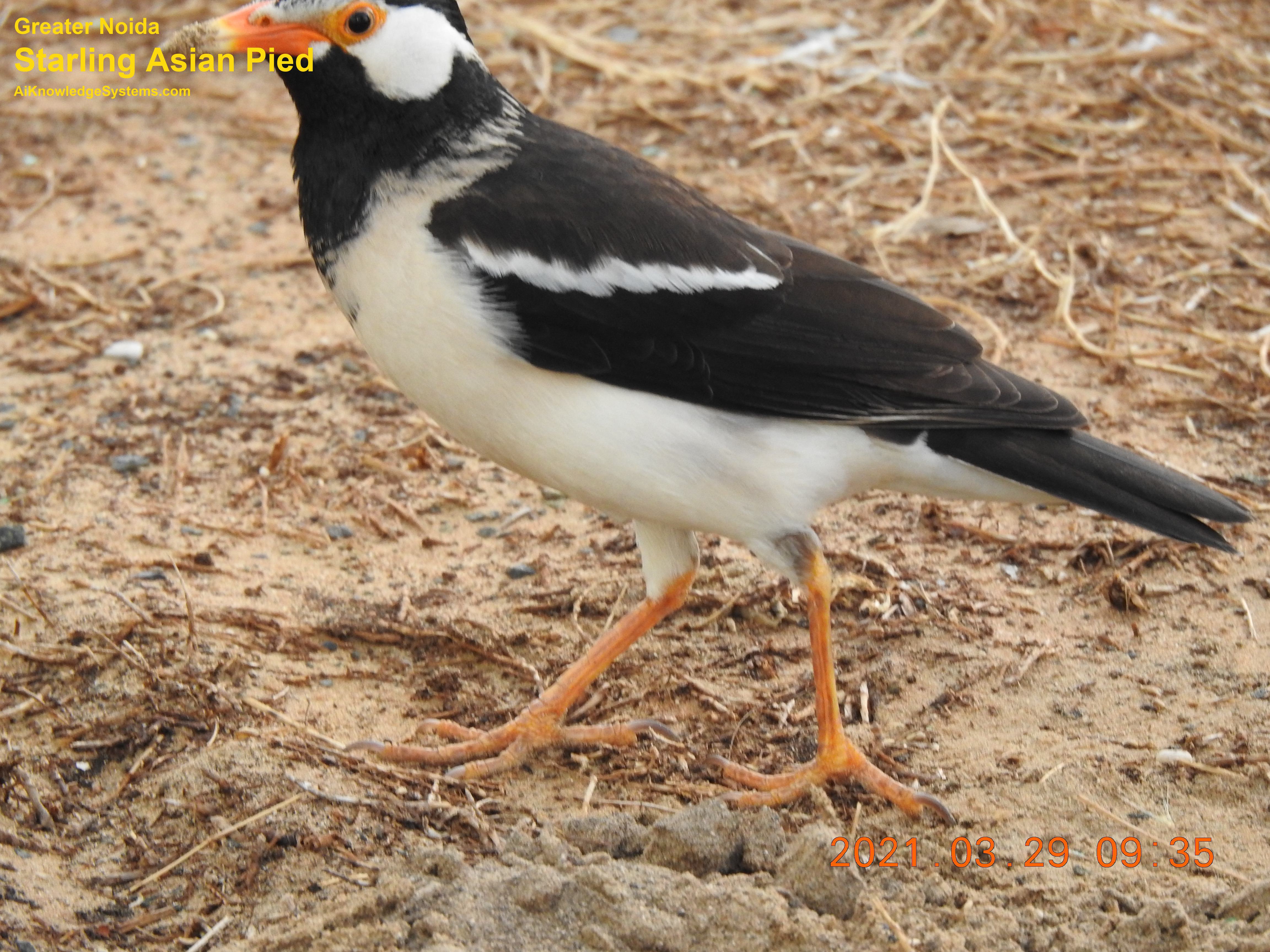 Starling Asian Pied (11) Coming Soon